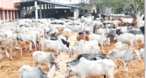 livestock